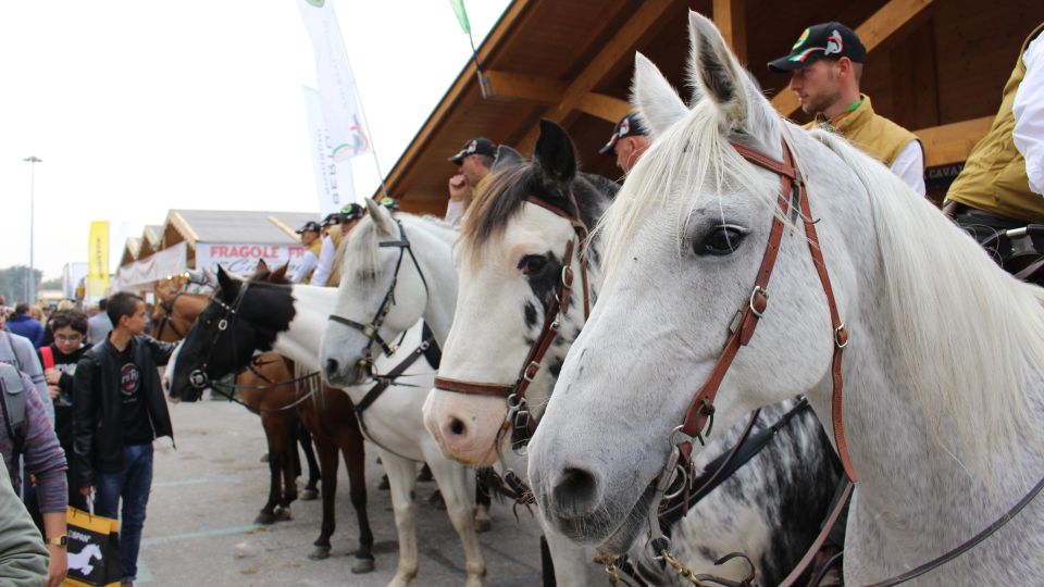 Verona na čtyři dny hlavním městem světa koní