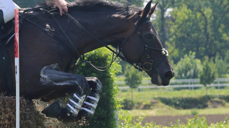 V Adelaide vede CCI4* i pro krosu Johnstone