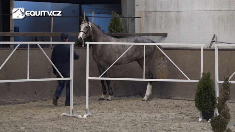 Výběr hřebců k plemenitbě v CS v reportáži EquiTV