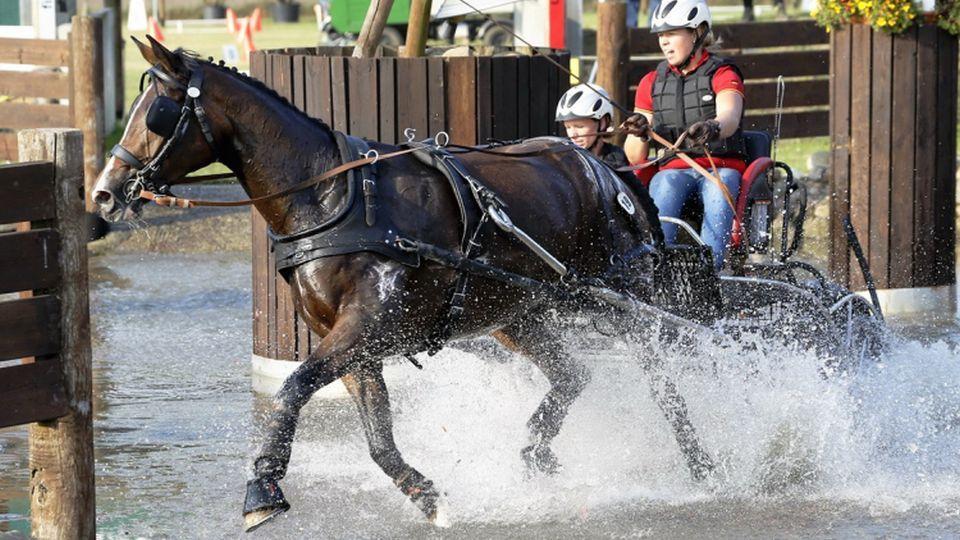 ME 2018: Maďarsko bude hostit vozatajské ME dJY