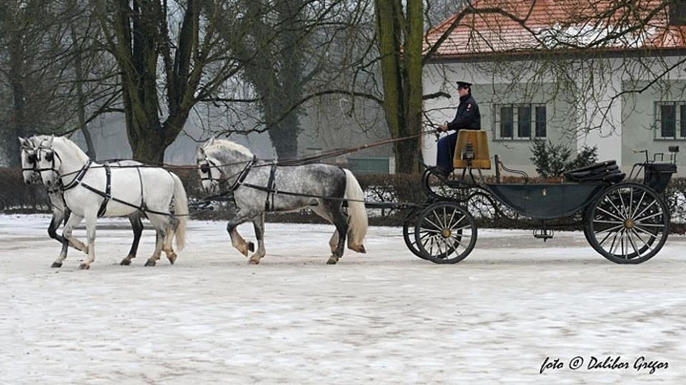 Jezdecký ples v Kladrubech nad Labem se blíží