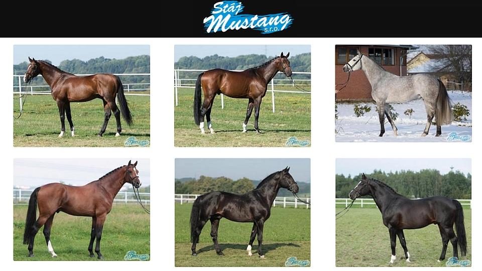 Předvádění plemenných hřebců stáje Mustang 2018
