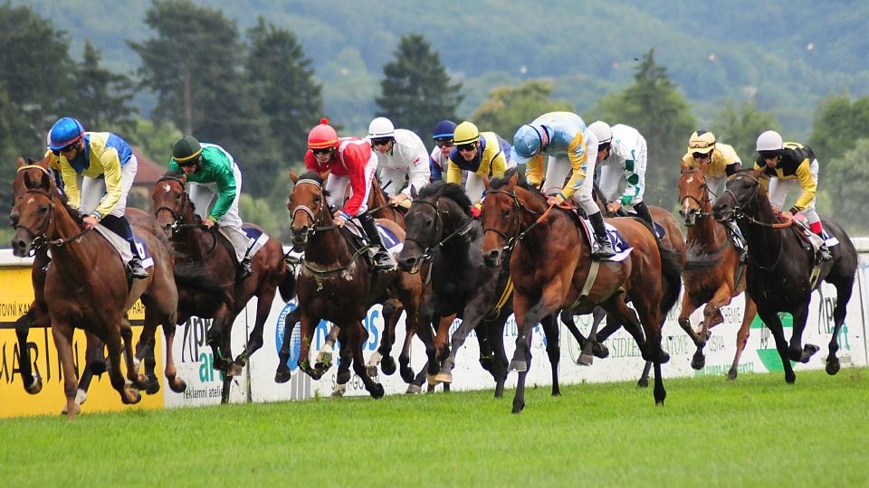 Gomba handicap ve Velké Chuchli s vysokou kvalitou