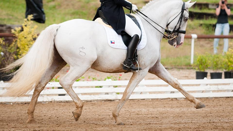 Páteční start Rubíčkové v GP při CDI Cascais