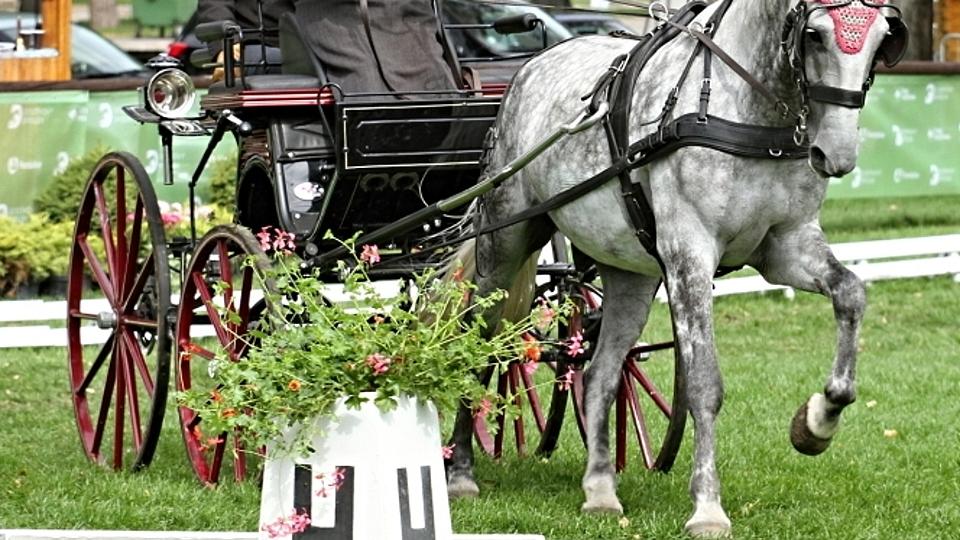 Ota Bareš zahájil CAI Palmanova drezurou