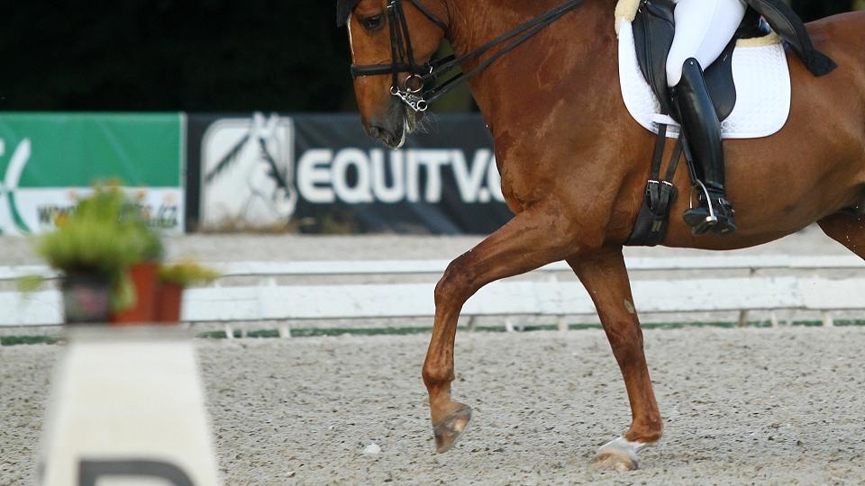 Hradištko u Sadské bude hostit drezurní šampionát