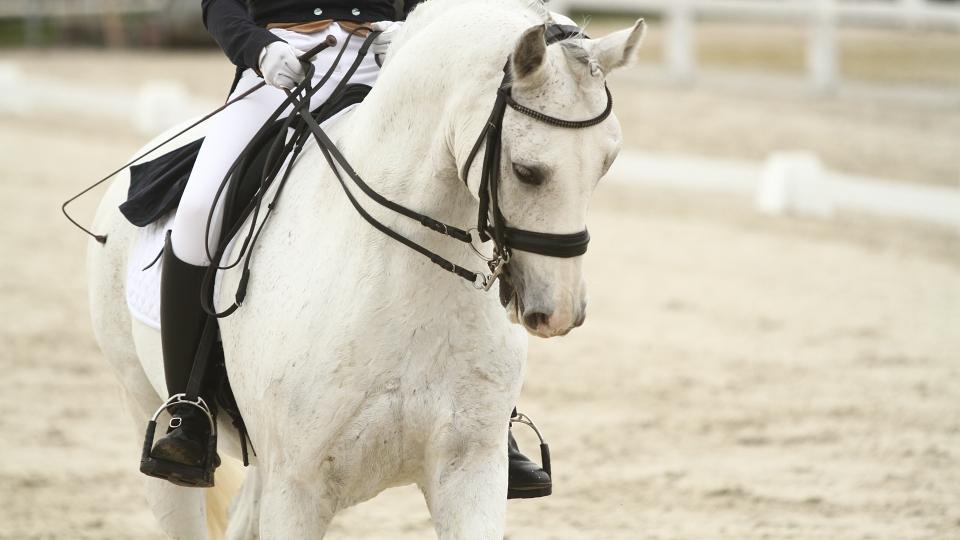 Kateřina Cox odstartuje při CDI Hickstead