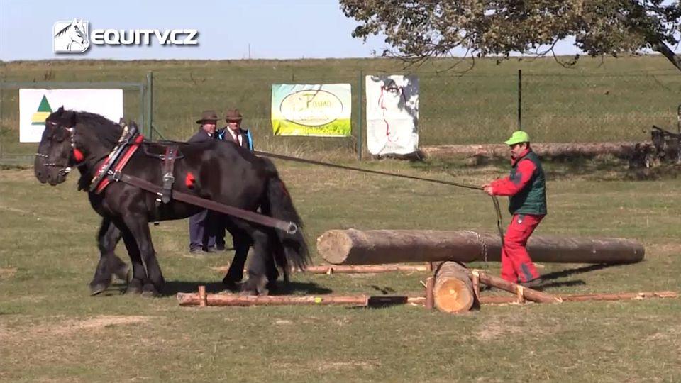 Ohlédnutí za MČSR chladnokrevných koní v Klokočově