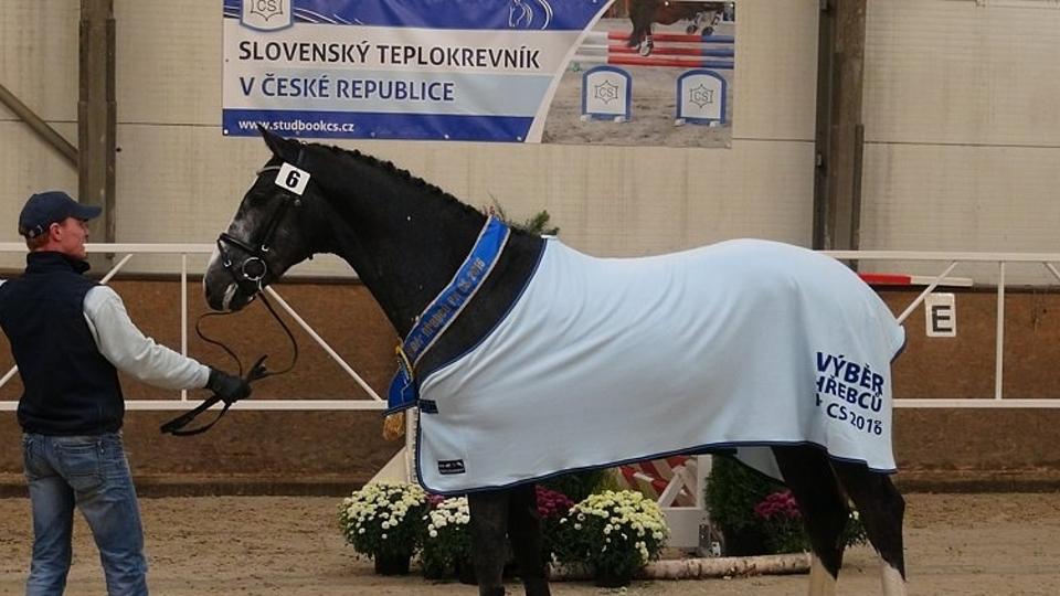Výběr hřebců do plemenitby PK CS 2018 v Hradištku