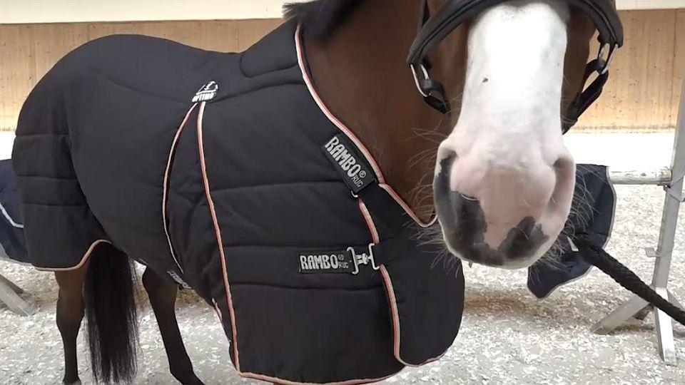 Video poradna EQS: Deky značky Horseware