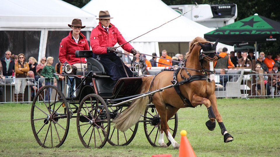 MS 2019: Vozatajský šampionát pony hostí Aszár
