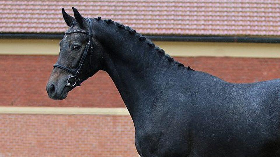 Mladí adepti do plemenitby ČT se předvedou při předvýběru v Písku