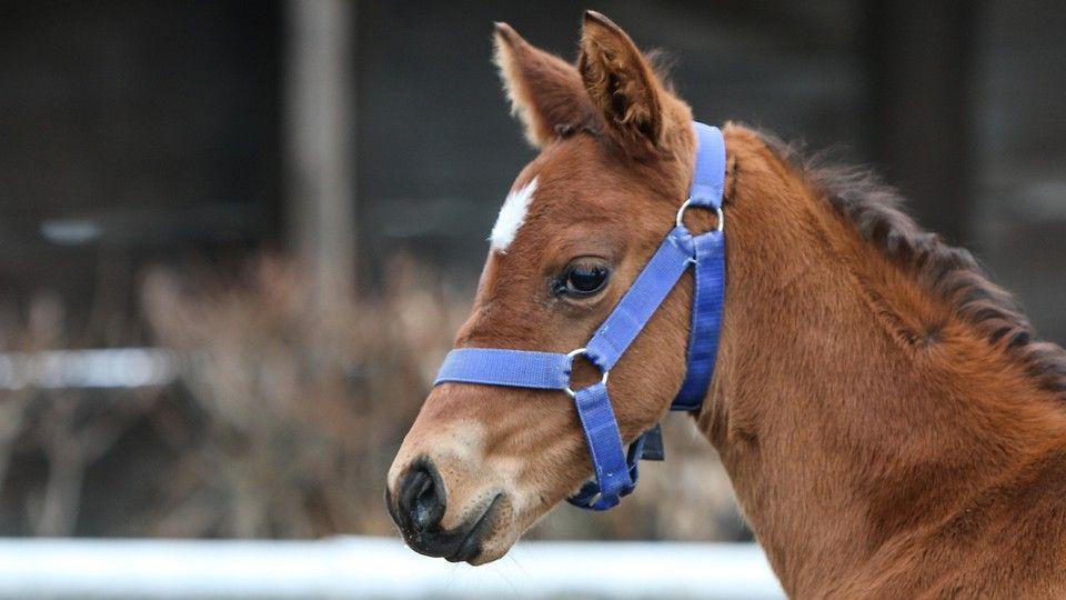 V Napajedlích se narodilo už deset hříbat. Z nákupu hřebce zatím sešlo