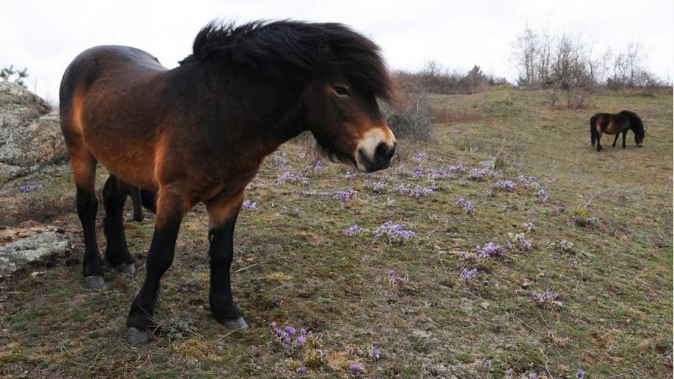 Divocí koně nezklamali. Stráně Podyjí díky nim zaplavily koniklece