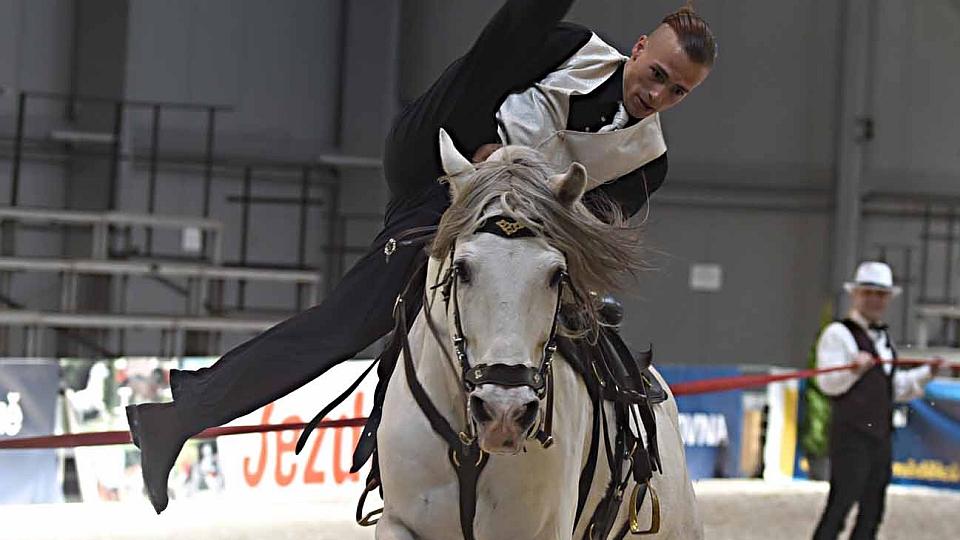 Foto: Koně mnoha plemen lákají na For Horse. Hvězdami jsou HS Brothers