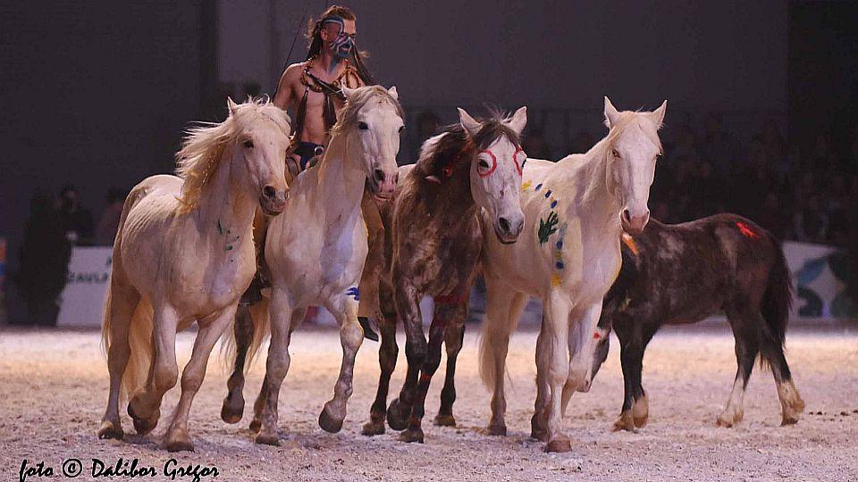 Sport, elegance, krása a souznění. To byla večerní show na For Horse