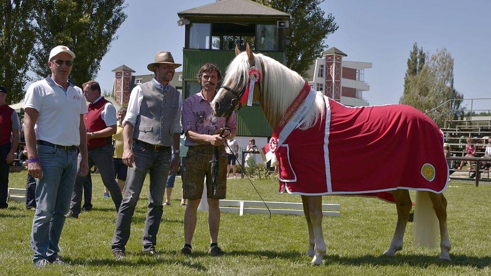 Výstava a sportovní šampionát haflingů letos opět v Pardubicích