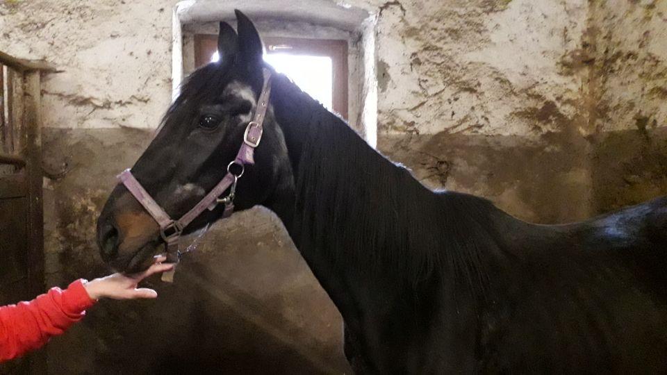 Zažil slavnou éru i žokeje Smolíka. 33letý Canon stále miluje lidi