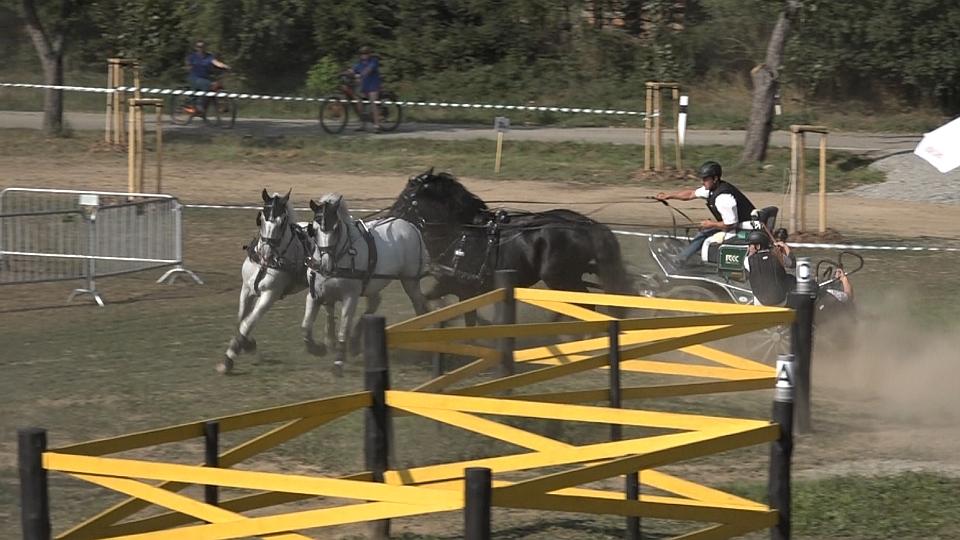 Radek Nesvačil je po maratonu lídr Rhea Holding Cupu ve dvojspřeží