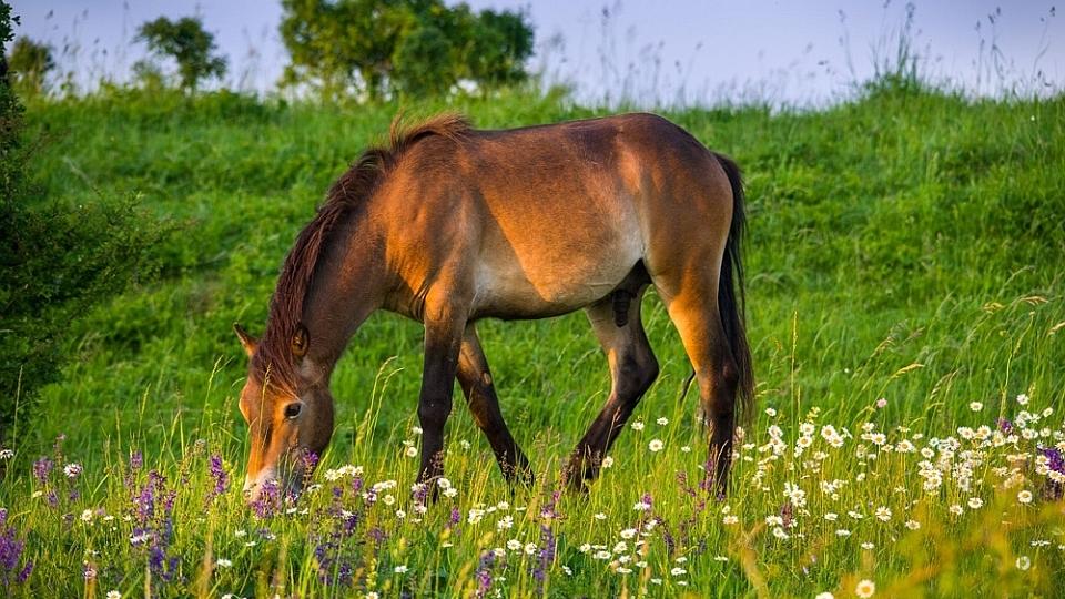 Pro tuto chvíli zachráněni. Divocí koně z Milovic dostali další šanci