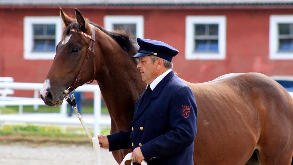 Ročci, hříbata a naděje. Imprese z chovatelského dne v Napajedlích