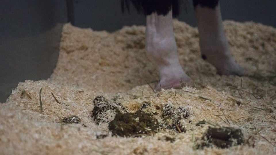 Hala v Helsinkách svítila z koňského hnoje. K nabití mobilu stačí málo