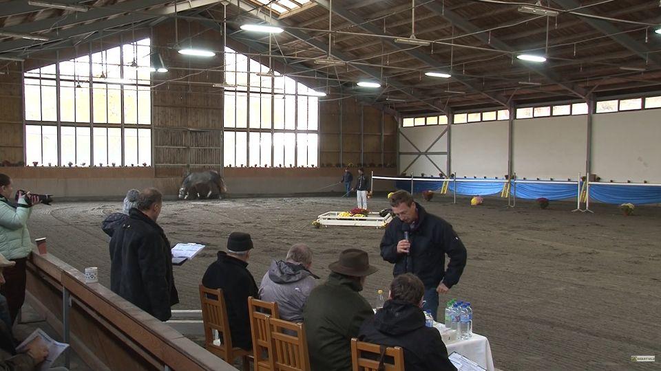 Záznam: Druhý den Výběru hřebců CS 2019 a vyhlášení 70denního testu