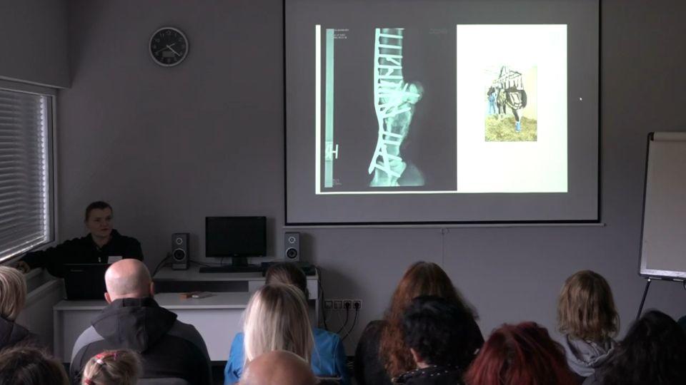 Welfare koní z pohledu chirurgie. Kdy nastává čas je nechat odejít?