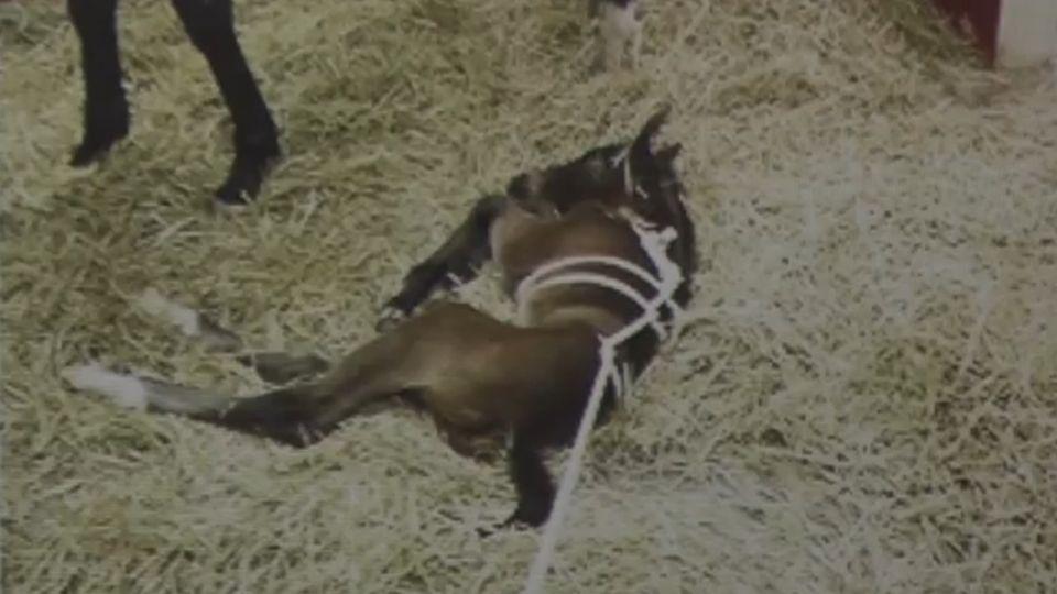 Co dělat, když se narodí nemocné hříbě? Důležité je neprodleně jednat