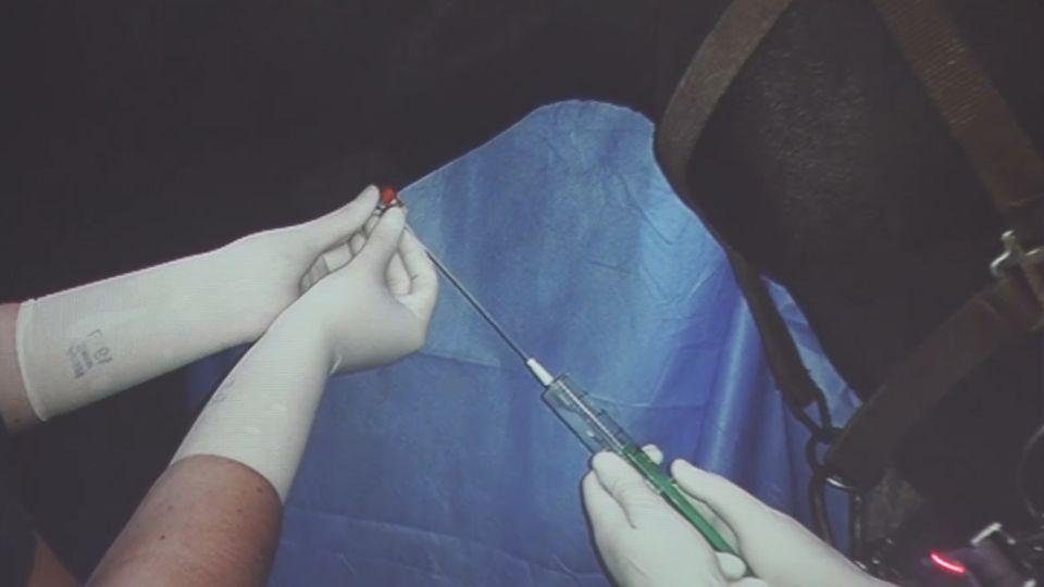 Laboratorní vyšetření. Pomoc při nespecifických příznacích nemoci koně