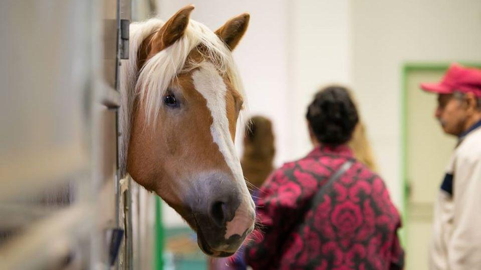 Přivítejte příchod jara s plnou parádou na výstavišti v Lysé nad Labem