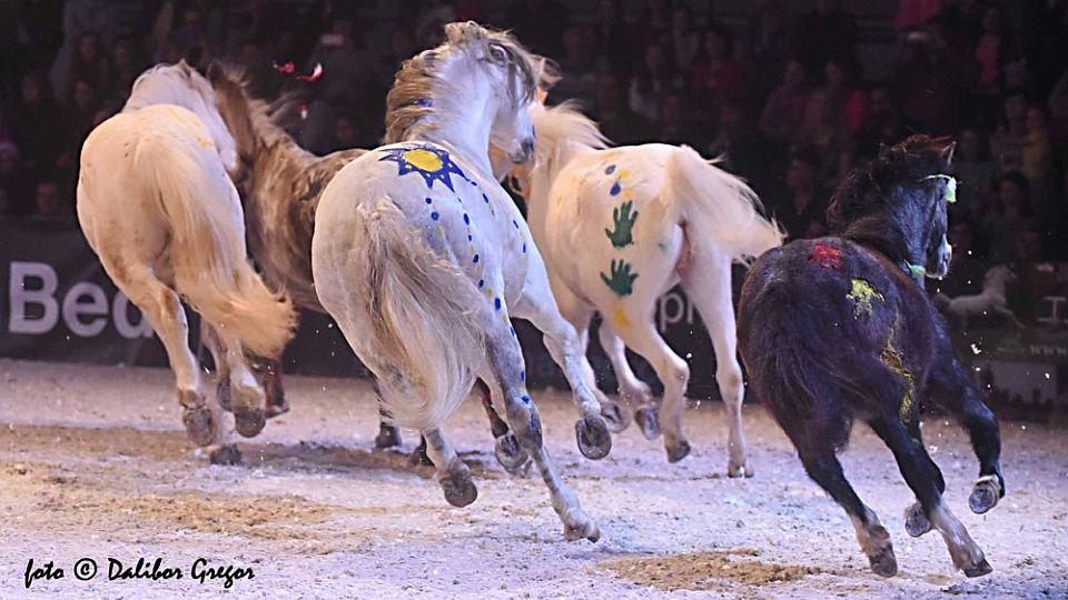 Veletrh For Horse letos neproběhne. Pro rok 2021 již má svůj termín