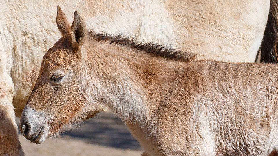 Nové hříbě koně Převalského v Zoo Praha. Desátý transport byl odložen