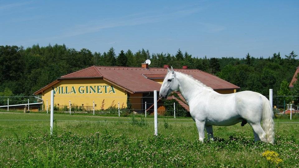 Stáje v Masečíně jsou zasvěceny drezuře. Nabízí také relax v penzionu