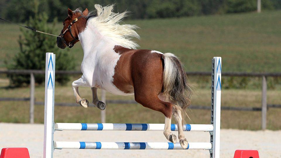 Miniaturní koně na EquiTV: Sledujte ŽIVĚ Velkou cenu Cavalletto 2020
