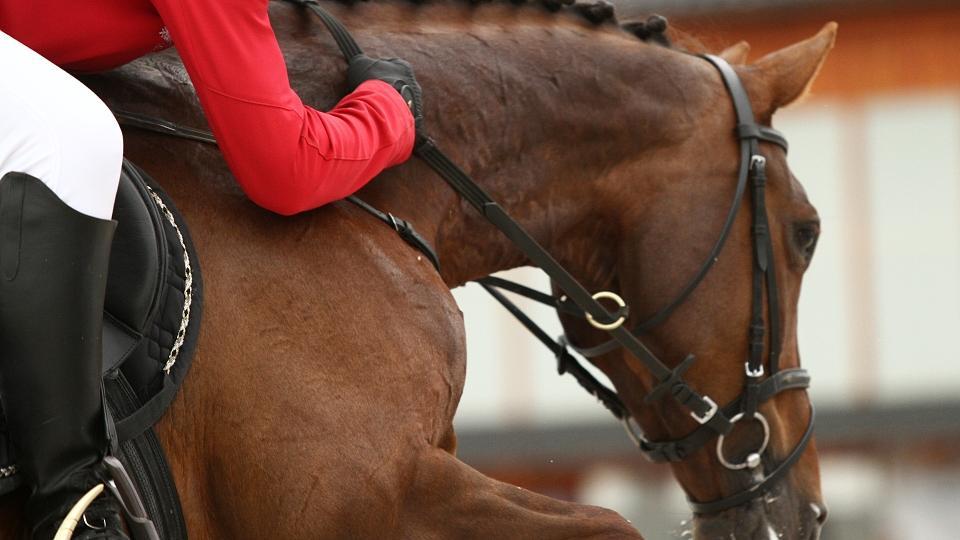 Kauza FEI: Andrew Kocher údajně použil elektrické ostruhy v parkuru