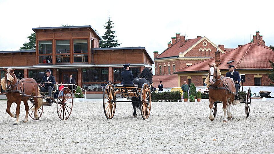 Foto: Chovatelský den Zemského hřebčince Písek přilákal stovky diváků
