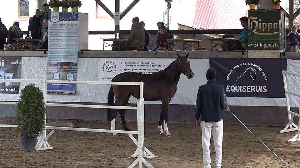 Výstavu hříbat a šampionát ve Svržně odložit nelze, říká Bedřich Hanák