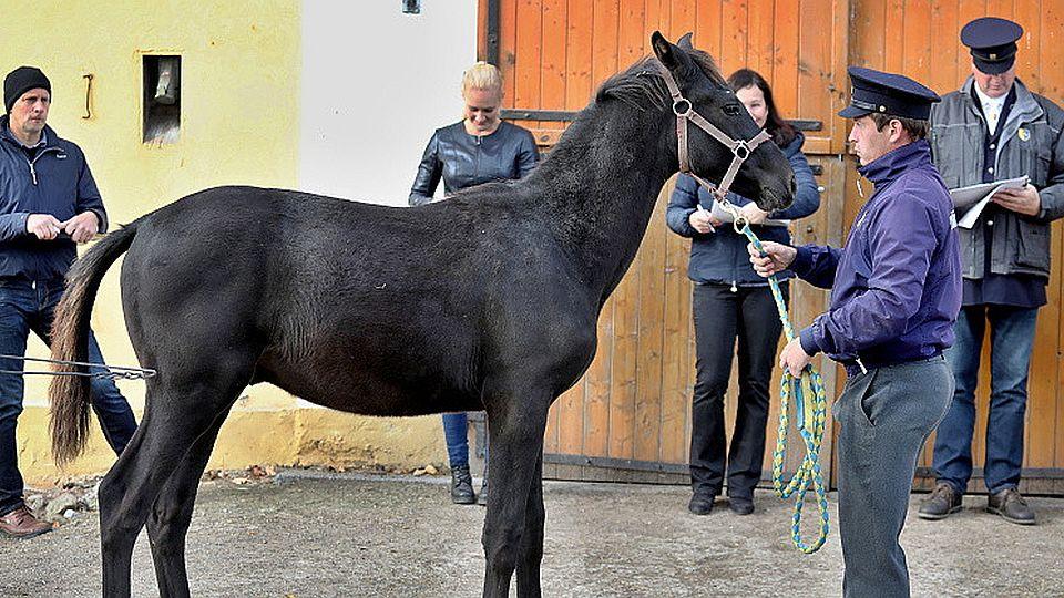 ZH Písek v karanténě, ředitel má Covid-19. Třídění hřebečků proběhne