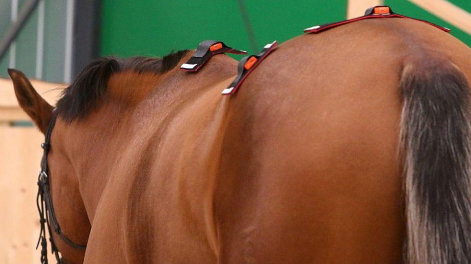 Equilame Sensor pozná v pohybu koně odchylky, které lidské oko nevidí