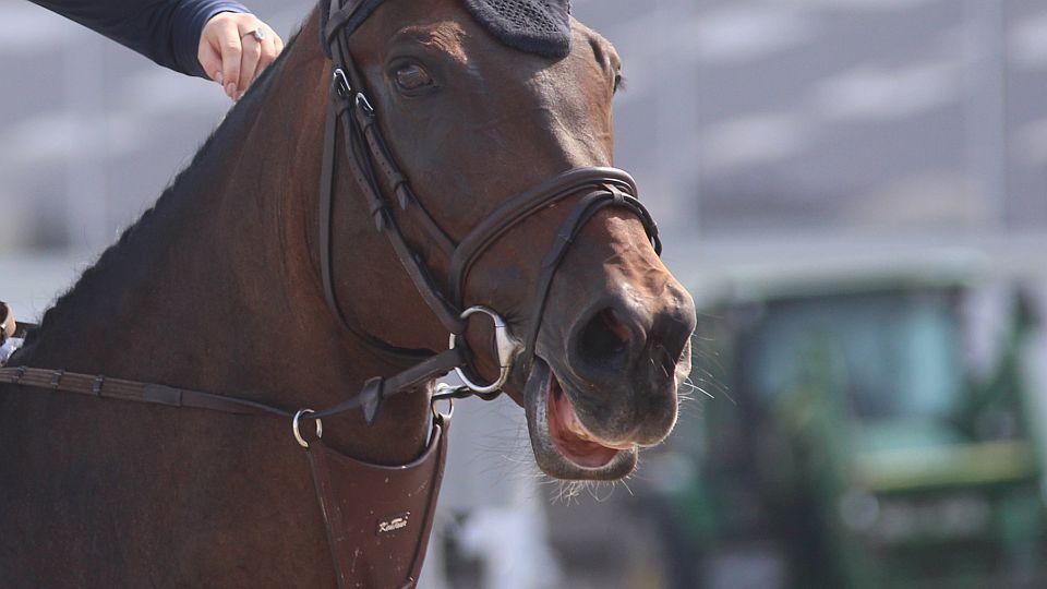 Změny veterinárních pravidel FEI. Holení hmatových vousů zakázáno