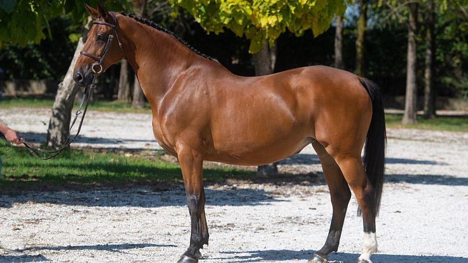 Gatoucha van't Roosakker vydražena za 570 tisíc eur do České republiky