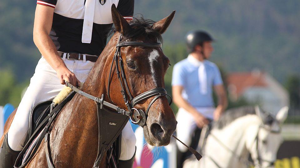 Na závody budou moci koně jen s očkováním proti herpesviru EHV-1