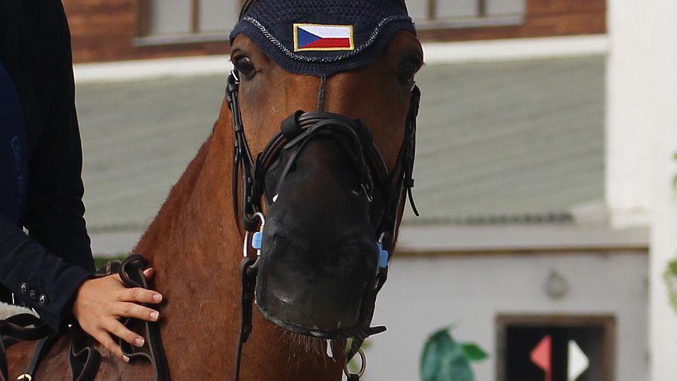 SVS aktualizovala podmínky pro svody koní. Vakcinace EHV nebo PCR test