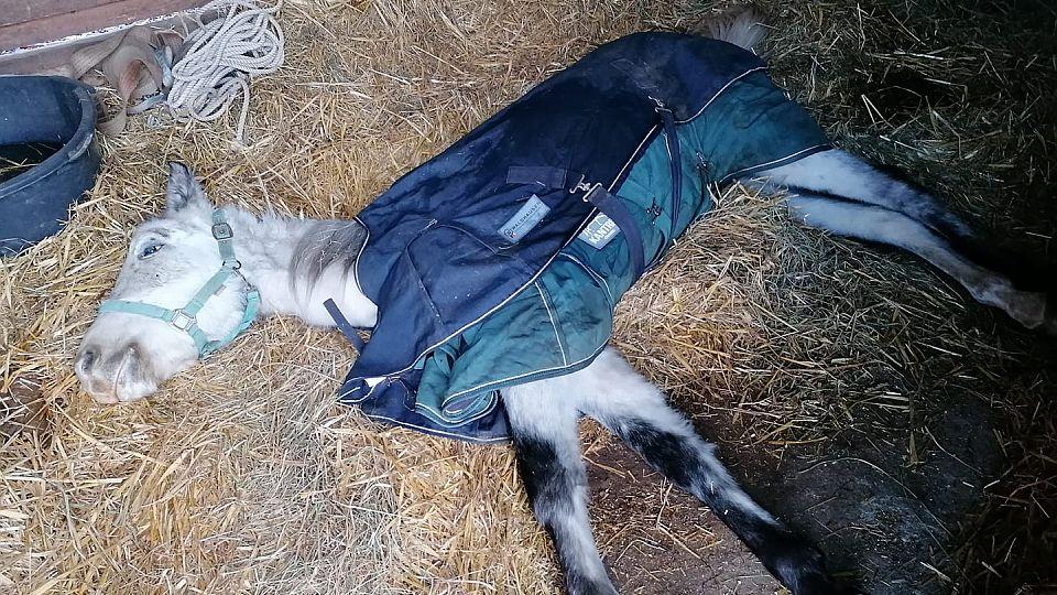 Má Shamballa šanci na život? Chuť žít mu nechybí, říká veterinář