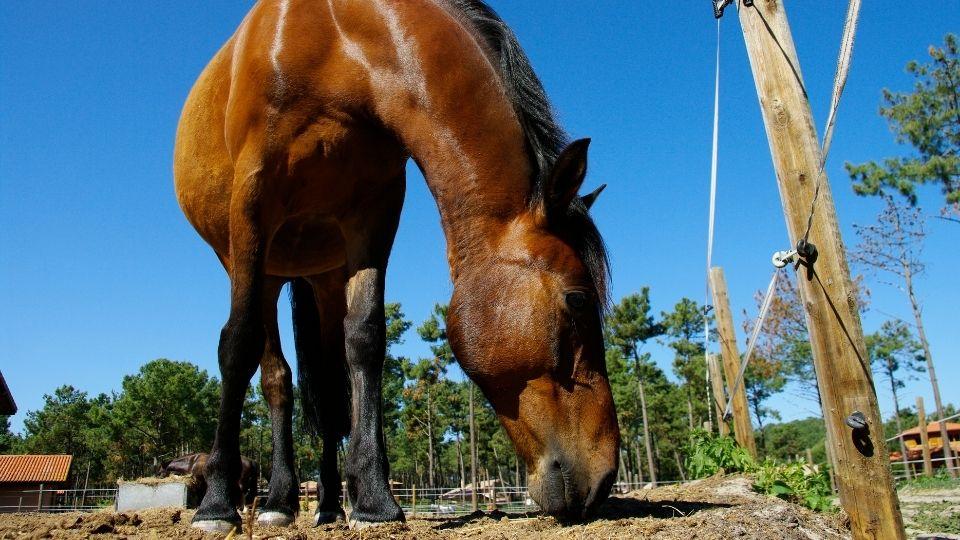 Chystáte se na stavbu výběhu pro koně? Užitečné tipy najdete u Kamíra