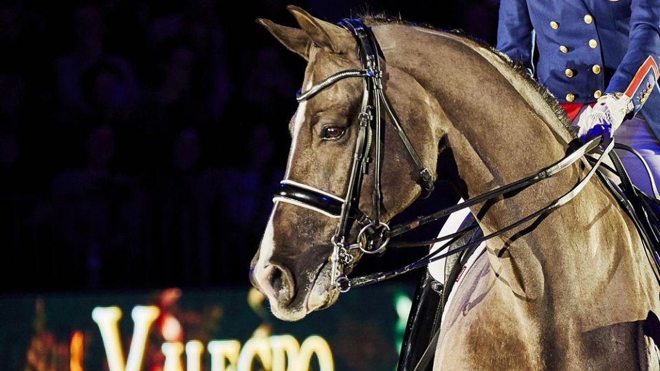 Superstar Valegro. Cena hnědáka vzrostla během kariéry osmisetnásobně
