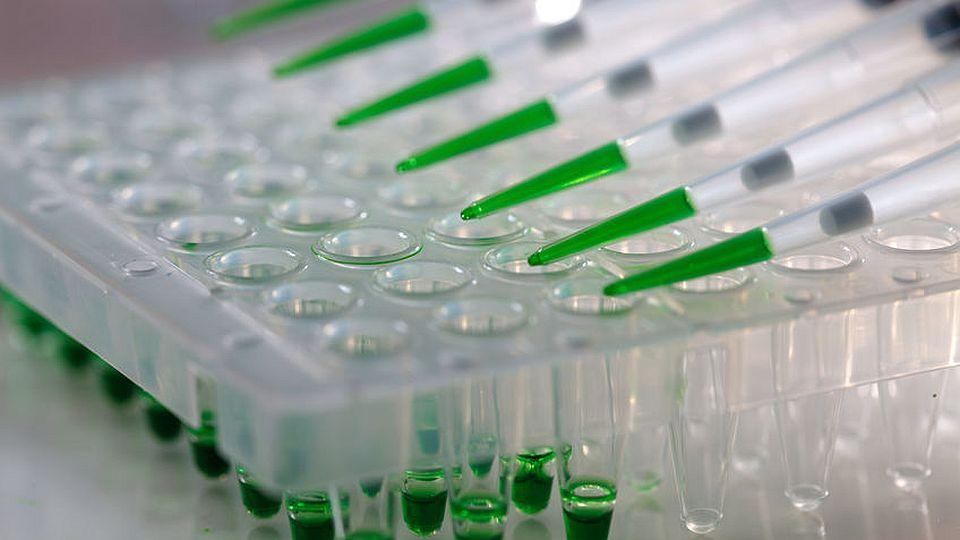 Bezpečně na svod koní? Genomia nabízí PCR test na herpes virus EHV 1
