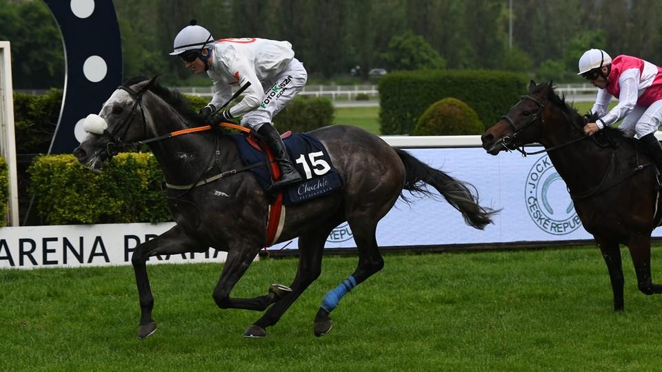 Velká červnová pro DS Pegas: Tcheque King zastínil stájového favorita
