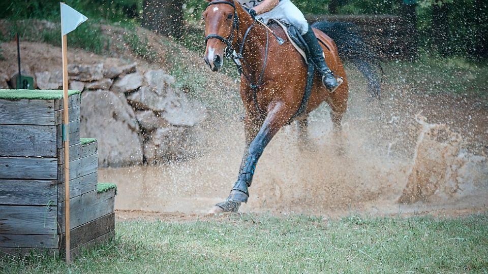 Češi míří na šampionáty FEI. V posledním srpnovém týdnu jsou hned tři